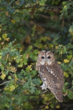 Tawny owl (Strix aluco) adult bird resting on an oak tree branch in a woodland in autumn, England,