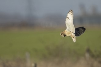 Short-eared owl (Asio flammeus) adult bird hovers in flight before diving down for prey, England,
