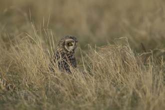 Short-eared owl (Asio flammeus) adult bird hunting in grassland in winter, England, United Kingdom