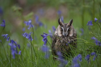 Long eared owl (Asio otus) adult bird amongst flowering bluebell flowers in a woodland in spring,