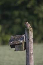 Little owl (Athene noctua) adult bird perched on a nesting post on farmland, England, United
