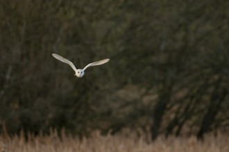 Barn owl (Tyto alba) adult bird hunting over reed beds at dusk, RSPB Fowlmere nature reserve,