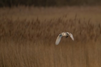 Barn owl (Tyto alba) adult bird carrying a vole back to its nest site over reed beds at dusk, RSPB