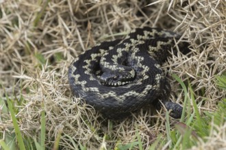 Common european adder or viper snake (Vipera berus) adult reptile basking on a Gorse bush in