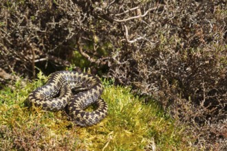 Common european adder or viper snake (Vipera berus) adult reptile basking or warming up by a