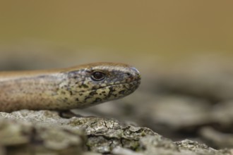 Slow worm (Anguis fragilis) adult reptile on a tree stump in summer, England, United Kingdom