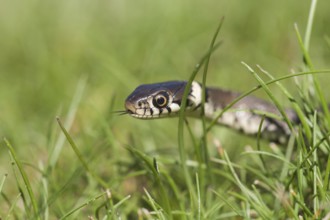Grass snake (Natrix natrix) adult reptile in grassland, England, United Kingdom