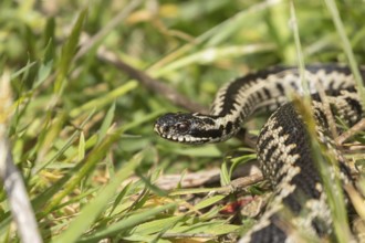 Common european adder or viper snake (Vipera berus) adult reptile in grassland in spring, England,