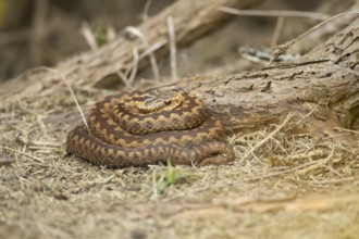 Common european adder or viper snake (Vipera berus) adult reptile basking under a Gorse bush in