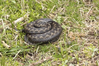 Common european adder or viper snake (Vipera berus) adult reptile coiled basking or warming up in