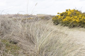 Common european adder or viper snake (Vipera berus) adult reptile basking or warming up in
