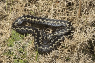 Common european adder or viper snake (Vipera berus) adult reptile basking on a Gorse bush, RSPB