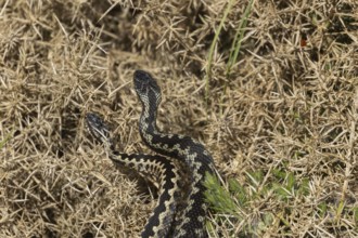 Common european adder or viper snake (Vipera berus) two adult reptile male snakes dancing fighting