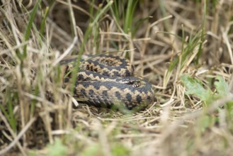 Common european adder or viper snake (Vipera berus) adult reptile basking or warming up in