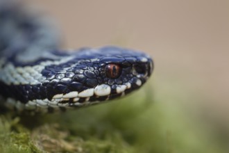 Common european adder or viper snake (Vipera berus) adult reptile on a moss covered tree stump in