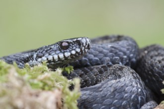 Common european adder or viper snake (Vipera berus) adult black reptile on a moss covered tree
