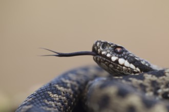 Common european adder or viper snake (Vipera berus) adult reptile flicking or sticking its tongue