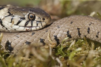 Grass snake (Natrix natrix) adult reptile coiled on itself, England, United Kingdom