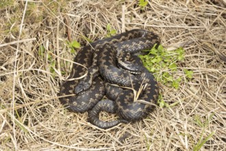 Common european adder or viper snake (Vipera berus) two adult reptiles basking or warming up by a