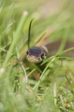 Grass snake (Natrix natrix) adult reptile in grassland, England, United Kingdom