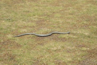 Common european adder or viper snake (Vipera berus) adult reptile moving on open grassland in