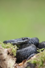 Common european adder or viper snake (Vipera berus) adult black reptile on a moss covered tree
