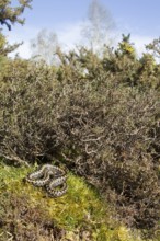 Common european adder or viper snake (Vipera berus) adult reptile basking or warming up by a