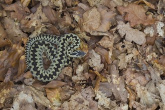 Common european adder or viper snake (Vipera berus) adult reptile on fallen leaves in spring,