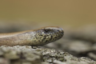 Slow worm (Anguis fragilis) adult reptile basking on a tree stump in summer, England, United