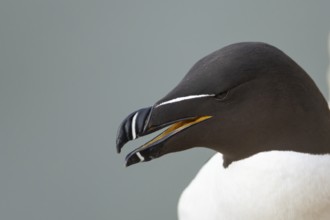 Razorbill (Alca torda) adult seabird bird head portrait, RSPB Bempton cliffs nature reserve,