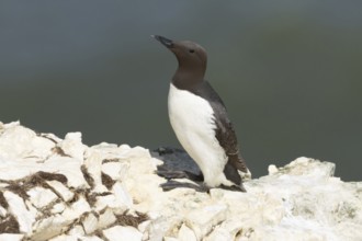 Guillemot (Uria aalge) adult seabird bird on a cliff ledge in summer, RSPB Bempton cliffs nature