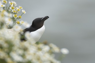 Razorbill (Alca torda) adult seabird bird on a cliff top amongst Mayweed flowers in summer, RSPB