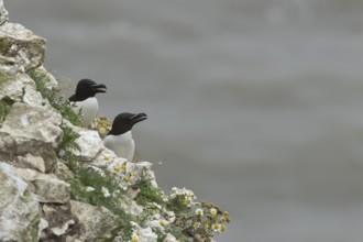 Razorbill (Alca torda) two adult seabird birds calling on a cliff ledge in summer, RSPB Bempton