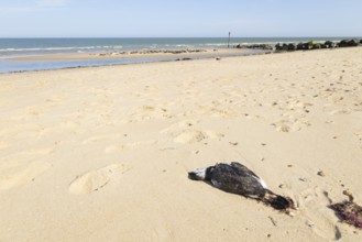 Guillemot (Uria aalge) adult seabird bird washed up dead on a beach, England, United Kingdom