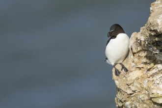 Razorbill (Alca torda) adult seabird bird on a cliff ledge in summer, RSPB Bempton cliffs nature