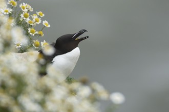 Razorbill (Alca torda) adult seabird bird calling on a cliff ledge in summer, RSPB Bempton cliffs