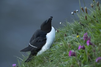 Razorbill (Alca torda) adult seabird bird on a cliff top in summer, RSPB Bempton cliffs nature