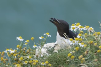 Razorbill (Alca torda) adult seabird bird calling on a cliff top amongst Mayweed flowers in summer,