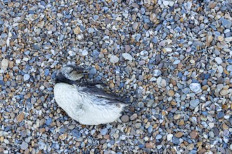 Guillemot (Uria aalge) adult seabird bird washed up dead on a shingle beach, England, United