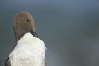 Guillemot (Uria aalge) adult seabird bird preening on a cliff ledge in summer, RSPB Bempton cliffs