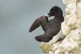 Razorbill (Alca torda) adult seabird bird preening its wing feathers on a cliff ledge in summer,