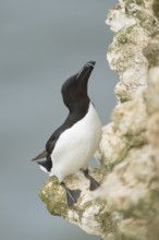 Razorbill (Alca torda) adult seabird bird standing on a cliff ledge, RSPB Bempton cliffs nature