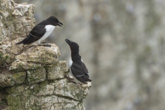 Razorbill (Alca torda) two adult seabird birds on a cliff ledge in summer, RSPB Bempton cliffs
