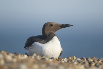 Guillemot (Uria aalge) adult seabird bird resting on a shingle beach, England, United Kingdom