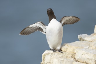 Guillemot (Uria aalge) adult seabird bird stretching its wings on a cliff ledge in summer, RSPB