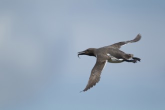 Guillemot (Uria aalge) adult seabird bird flying with a fish in its beak in summer, Farne islands,