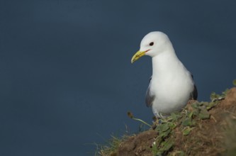 Kittiwake (Rissa tridactyla) adult seabird bird on a cliff top, RSPB Bempton cliffs, Yorkshire,