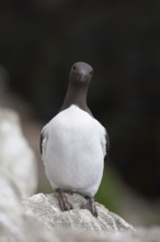 Guillemot (Uria aalge) adult seabird bird on a cliff ledge in summer, RSPB Bempton cliffs nature