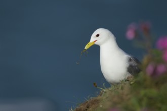 Kittiwake (Rissa tridactyla) adult seabird bird collecting nesting material in its beak from a
