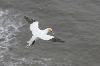 Northern gannet (Morus bassanus) adult seabird bird in flight in summer, RSPB Bempton cliffs nature